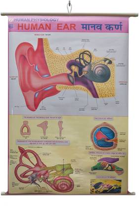 Human Ear Chart Laminated Wall Chart (Size 100X75 CM) Perfect For Classroom, Student, School, Medical Student