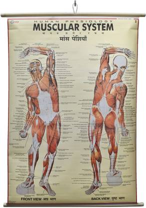 ह्यूमन फिजियोलॉजी एंड मस्क्युलर सिस्टम चार्ट लैमिनेटेड वॉल चार्ट (साइज़ 100X75 CM) परफेक्ट फॉर क्लासरूम, स्टूडेंट, स्कूल, मेडिकल स्टूडेंट