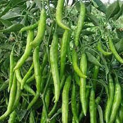FURYHUB Mirch/Chilli Plant