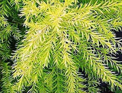 DAIVISH Juniper Plant