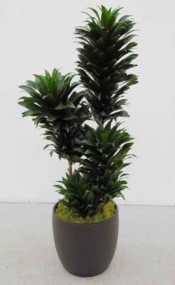 NRDhub Dracaena Plant