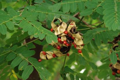 AP perceive india Saga Seed Seed