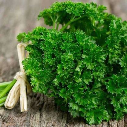 AP perceive india Parsley - Organic Herb Seeds Seed
