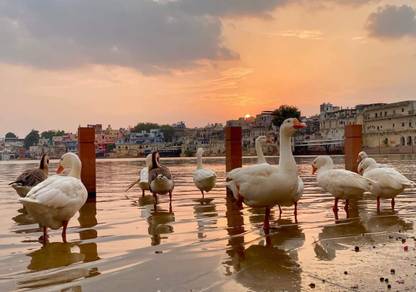Jitesh Arts Teerth Raj Pushkar Lake Ducks Religious Digital Reprint 20 inch x 14 inch Painting