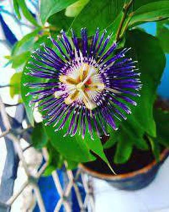 JR GLOBLE Passion Plant