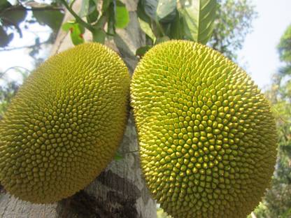 Bijay online store Jackfruit Plant