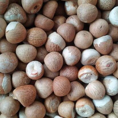 नुतिवा सुपारी सेब्यूट, एरीका नट, बेल निट बीज