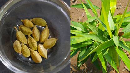 JR GLOBLE Elaichi/Cardamom Plant