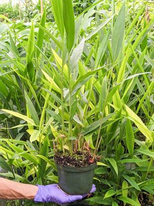Cloud Farm Elaichi/Cardamom Plant