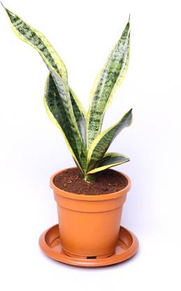 Pottplants Snake Plant