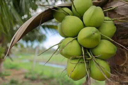 Rainbow Garden Coconut Plant
