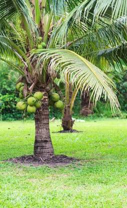 Rainbow Garden Coconut Plant
