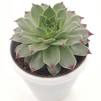 Click to purchase Laxmi Kamal Plant