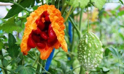 UGRA Chinese Bitter Melon Gourd Seed