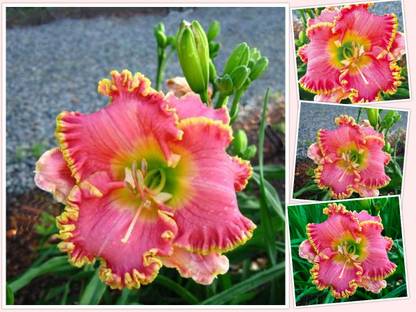 Udanta Daylily Diva's Choice Flower New Quality SET Of 5 Bulbs For Summer Seed
