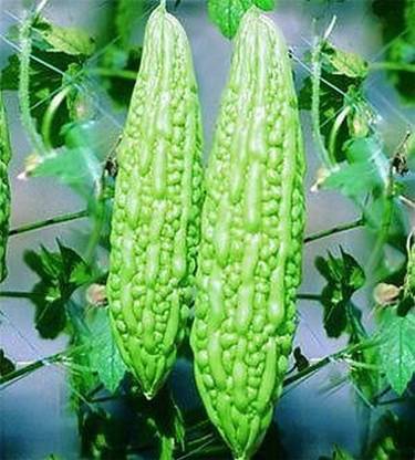 CEZIUS Bitter Gourd/Karela/Karli Pearl Bitter Melon Seeds Seed