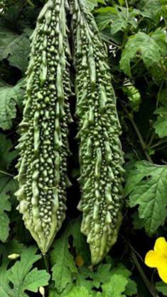 CEZIUS Bitter Gourd/Karela/Bitter Melon Bitter gourd seeds. bitter melon Seed