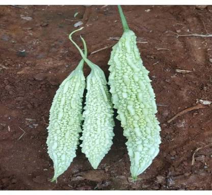 UGRA White karela/ Tella kakarakaya Seed