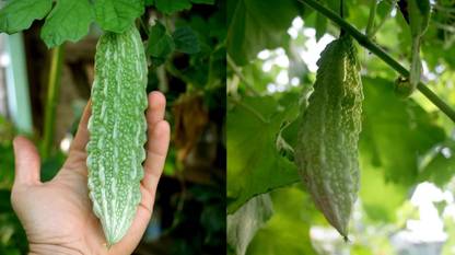 Avysa Indian Bitter Gourd Seed Seed