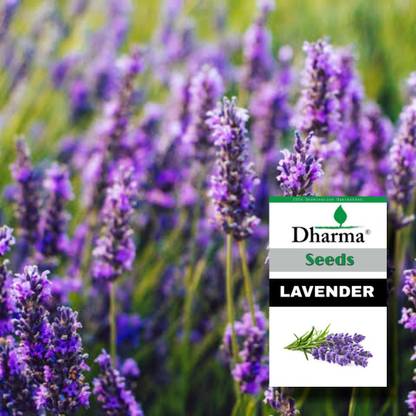 Dharma Lavender Seed