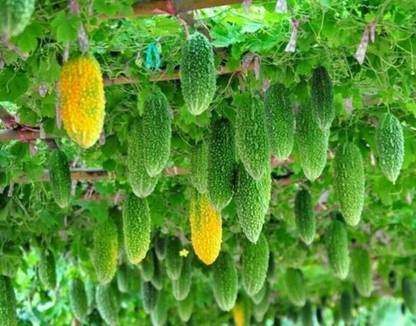 Corofitam Indian Bitter Gourd Seed Seed
