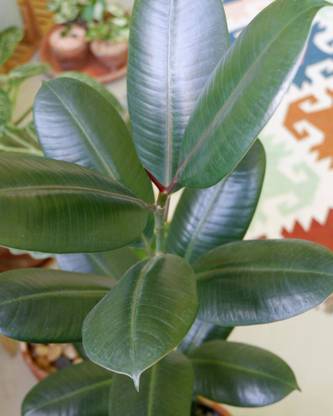 Cloud Farm Rubber Tree