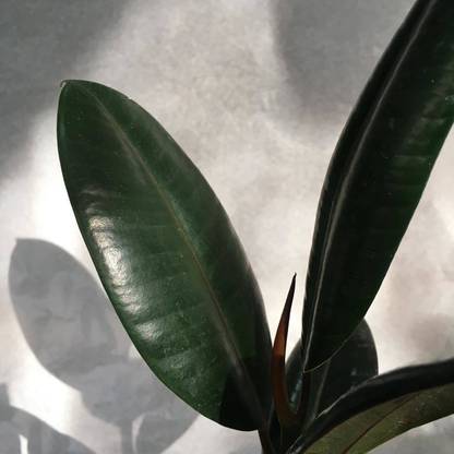 Cloud Farm Rubber Tree