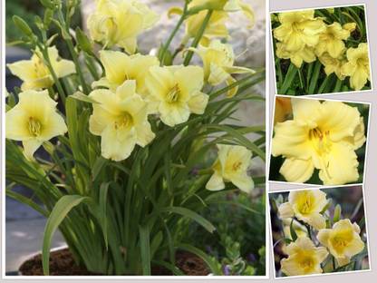 Udanta Hemerocallis Daylily Fragrant Returns Flower New Quality SET Of 8 Bulbs Seed