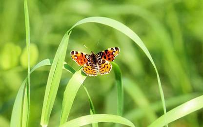 digital painting of nature butterfly wallpaper Print Poster on LARGE PRINT 36X24 INCHES Photographic Paper