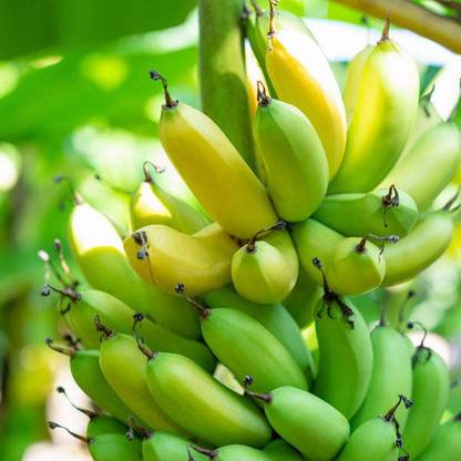 Cloud Farm Banana Plant