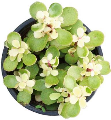 IVAAN AUTO Jade Plant