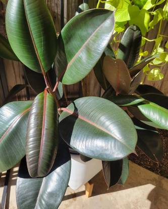 The Entacloo Rubber Tree