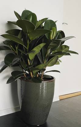 Greenery Nursery Rubber Tree