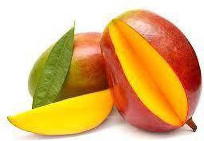 Platone Mango Plant