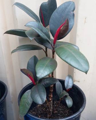 ADANNAYA Rubber Tree