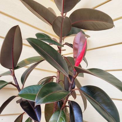 Oxygreenplant Rubber Tree