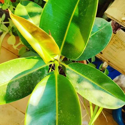 Ukanda Rubber Tree