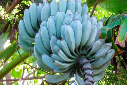 M-Tech Gardens Rare Hybrid Banana " Blue Java " Exotic 10 Seed