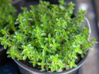 srdewan Thyme Herb Plant