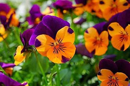 AgroAcres Easy Grow Johnny Jump Up Flower Mix 20+ Seeds - Favourite Wildflower-All Season Seed