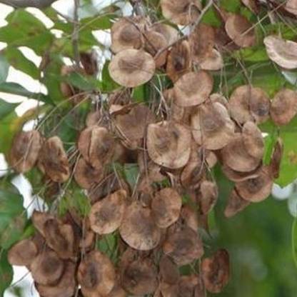 grassland Red Sandelwood / Lal Chandan / Rakht Chandan / Pack of 20 Seed