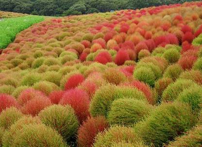 UGRA Kochia Fire Bush Foliage Seeds Seed