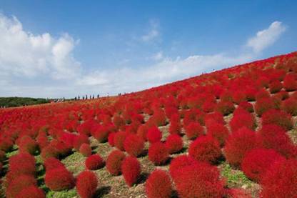 UGRA Kochia Burning Ornamental Grass Seeds Seed