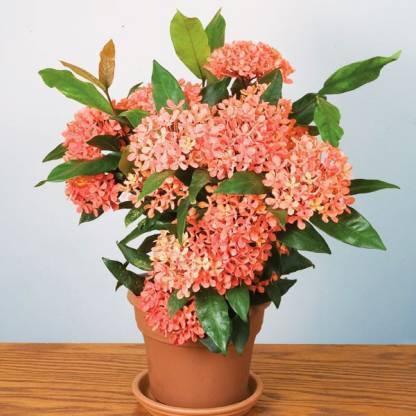natikrd Trothic Ixora/Chethi Plant