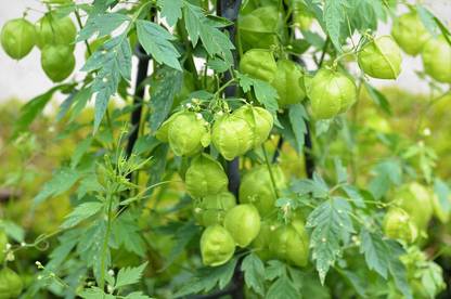 RuelandSteve MUDAKATHAN KEERAI SEEDS/BALLOON VINE SEEDS /CARDIOSPERMUM HALICACABUM SEEDS Seed