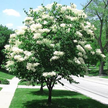 AgroAcres White Japanese Lilac Seeds (Extremely Fragrant) 20 Seeds Pack, Open Pollianted Seed