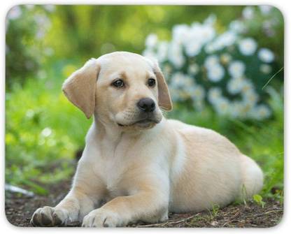 MIKKA Cute Labrador Puppy Mouse Mat Pad - Dog Dogs Golden Retriever PC Computer #8396 Mousepad