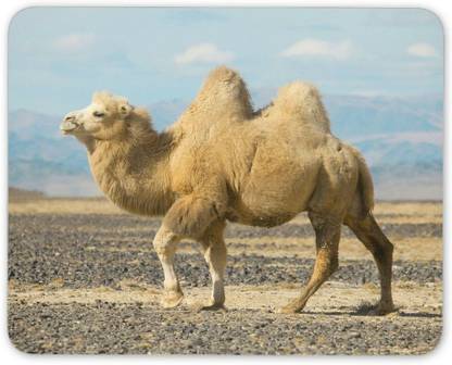 MIKKA Bactrian Camel Mouse Mat Pad - Wild Animal Gobi Desert Cool Computer Gift #15809 Mousepad