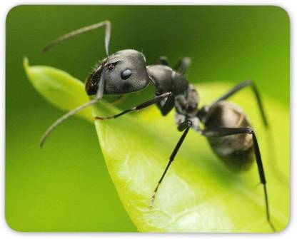 MIKKA Awesome Black Ant Mouse Mat Pad - Insect Ants Leaf Nature Gift Computer #8891 Mousepad