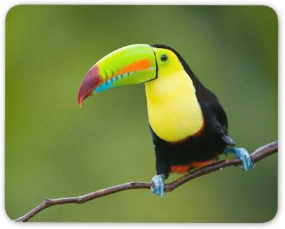 MIKKA Colourful Toucan Bird Mouse Mat Pad - Tropical Birds Fun Gift PC Computer #8744 Non Slip Base Mousepad